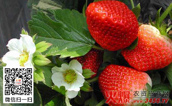 草莓叶枯病如何防治，草莓叶枯病防治方法