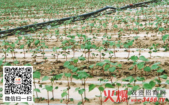 棉花滴灌施肥技术