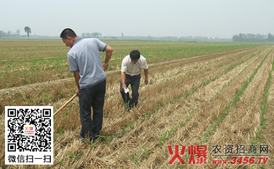东北春玉米施肥技术
