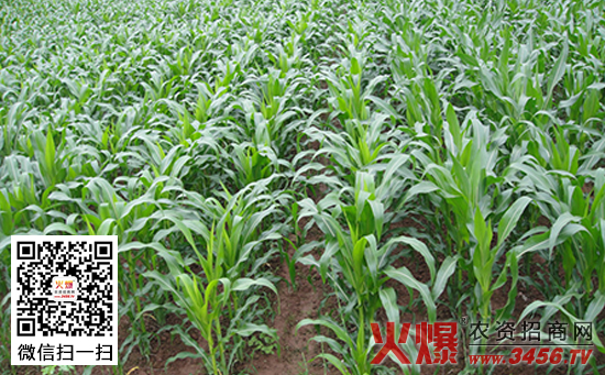 东北春玉米施肥技术