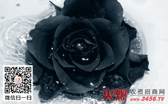 黑玫瑰花语,黑玫瑰有什么寓意