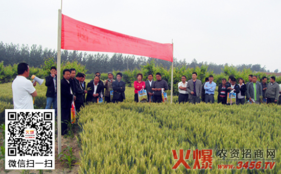 【花培6号】花培6号小麦种简介