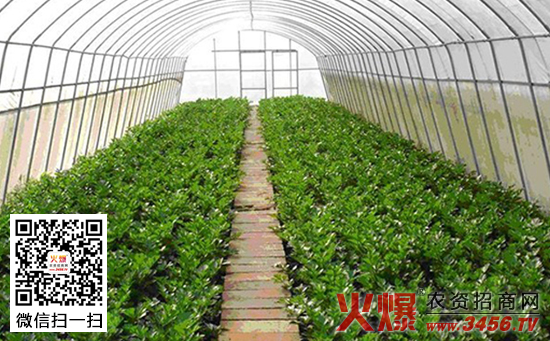 蔬菜灌溉施肥技术