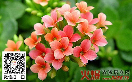 长寿花品种有哪些，长寿花品种大全