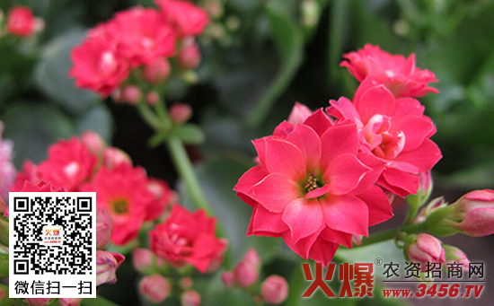 长寿花品种有哪些，长寿花品种大全