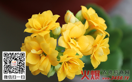 长寿花品种有哪些，长寿花品种大全