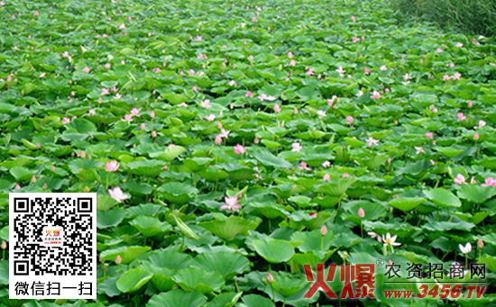 荷花什么时候种，荷花种植时间