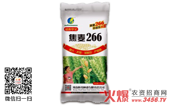 【焦麦266】焦麦266小麦种简介