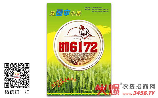 【邯6172】邯6172小麦种简介