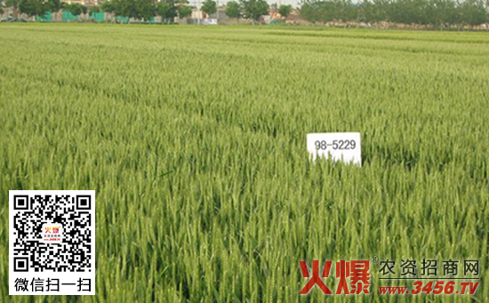 【衡5229】衡5229小麦种简介