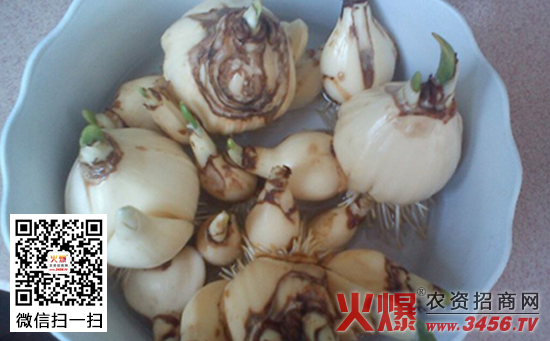水仙花种子怎么种，水仙花多久开花