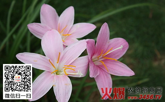 水仙花种子怎么种，水仙花多久开花