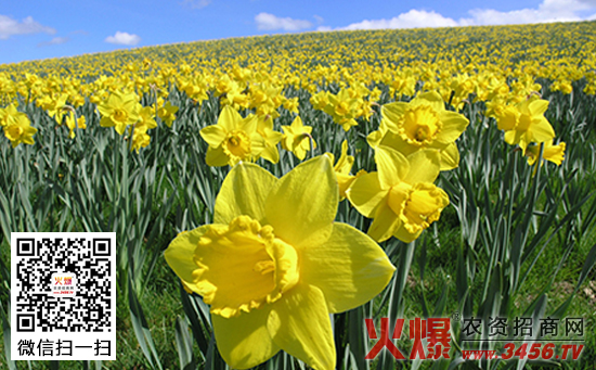 水仙花种子怎么种，水仙花多久开花