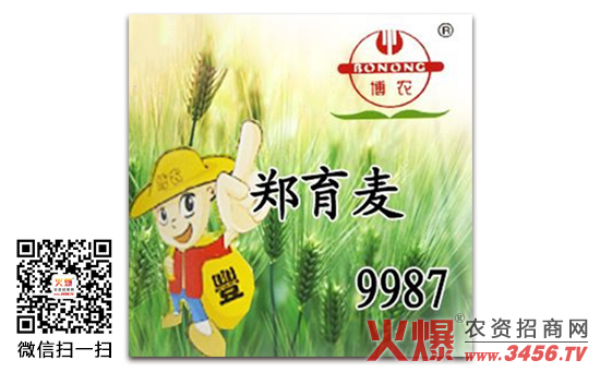 【郑育麦9987】郑育麦9987小麦种简介