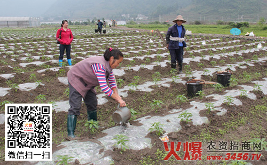 移栽后的辣椒什么时候施肥最好