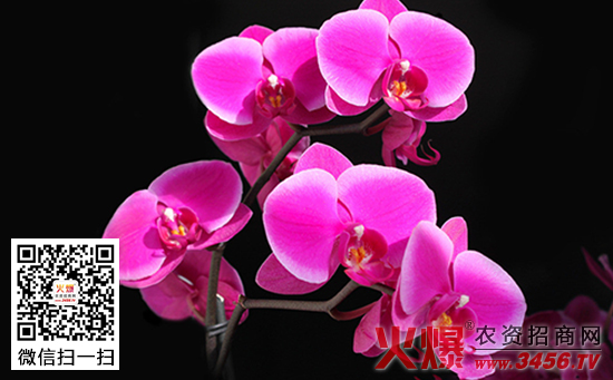 兰花烂根怎么办，兰花烂根的原因