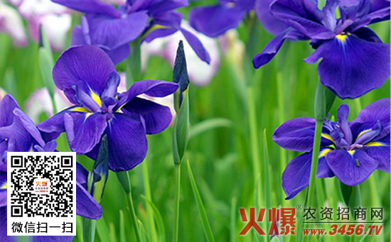 兰花烂根怎么办，兰花烂根的原因