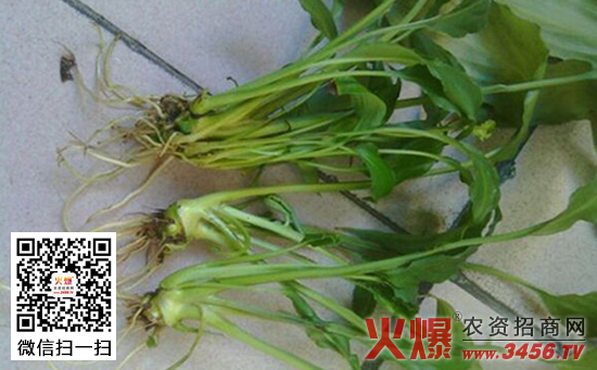水培白掌为什么会烂根