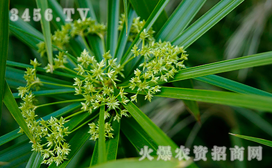 水竹根部腐烂怎么办