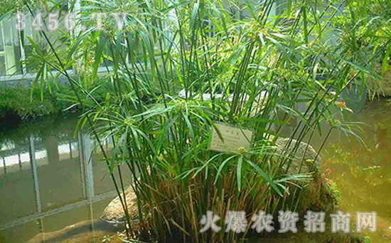 水竹根部腐烂怎么办