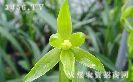 墨兰的家庭养殖方法