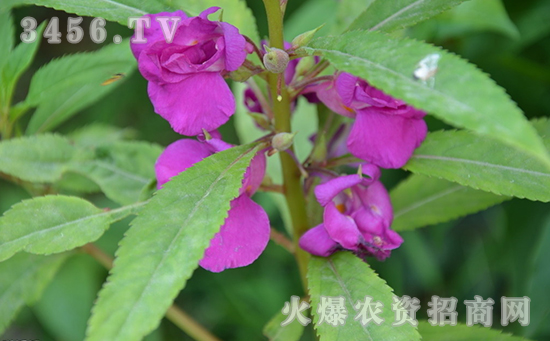 凤仙花的花语是什么？凤仙花可以送人吗？