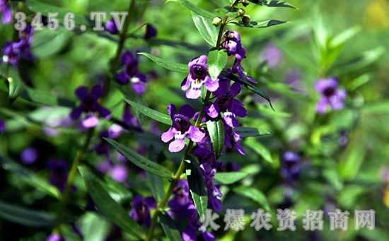 温室凤仙花不开花怎么办，怎么让凤仙花开花