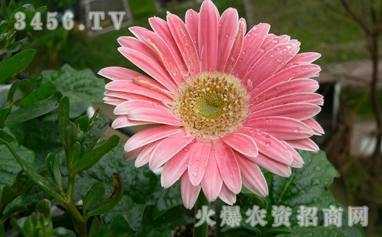 非洲菊花语是什么，非洲菊代表什么意思