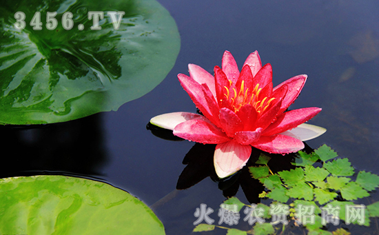睡莲的病虫害防治,