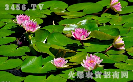 睡莲的病虫害防治