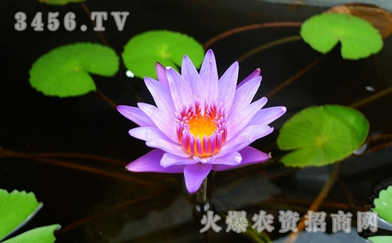 睡莲的病虫害防治