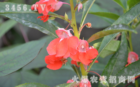 凤仙花什么时候开花，凤仙花几月开