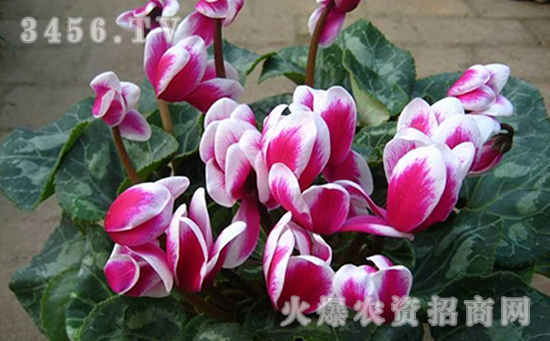仙客来盆栽怎么养，盆栽仙客来技术