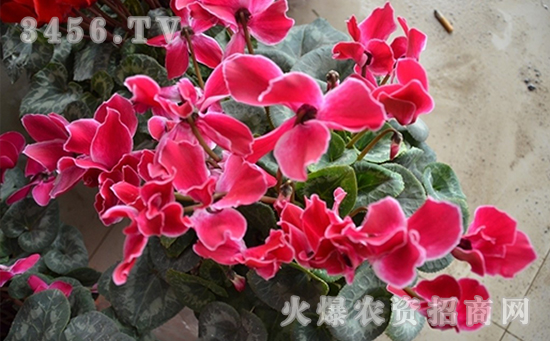 仙客来盆栽怎么养，盆栽仙客来技术