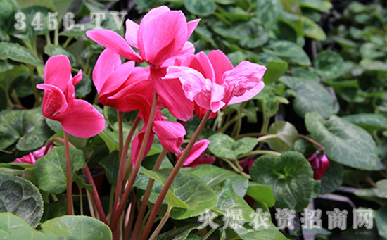 仙客来什么时候开花，仙客来花期多长