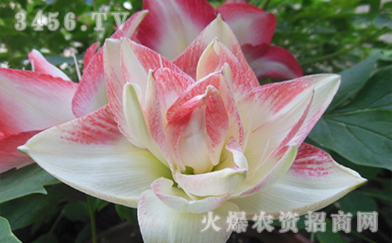 朱顶红可以水培吗，朱顶红水培方法