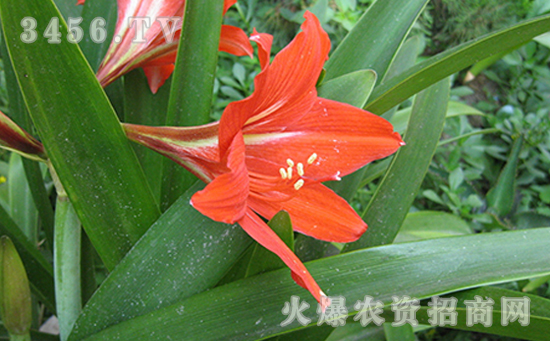 朱顶红可以水培吗，朱顶红水培方法