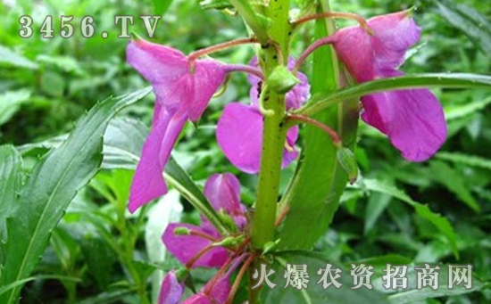 凤仙花怎么移植