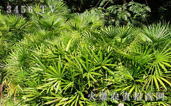 棕竹能水培养植吗，棕竹能水培养植方法