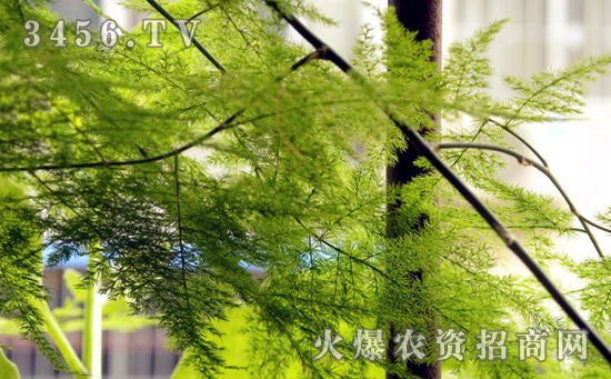     文竹姿态优美，乖巧可爱，四季常绿，备受人们的喜爱，那么文竹可以插枝培育吗？下面就为大家介绍一下文竹插枝培育的养植方法吧。