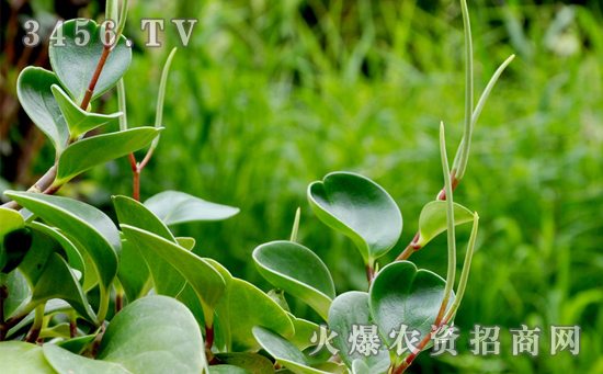 碧玉花能水培养殖吗，碧玉花水培养殖方法