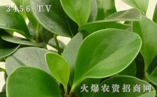 碧玉花能水培养殖吗，碧玉花水培养殖方法