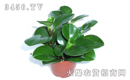 碧玉花能水培养殖吗，碧玉花水培养殖方法