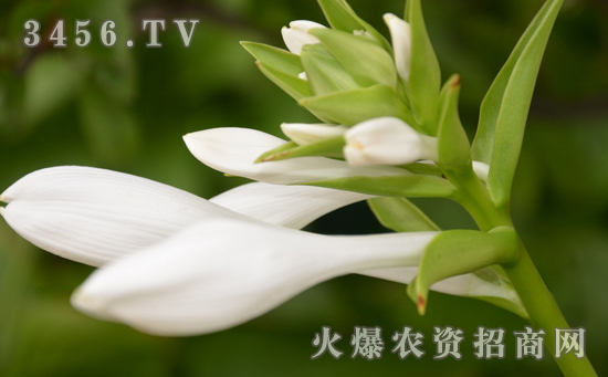 白玉簪可以水培吗，白玉簪的水培方法