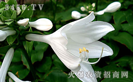 白玉簪种子怎么种，白玉簪的播种方法