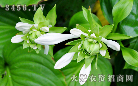 白玉簪种子怎么种，白玉簪的播种方法