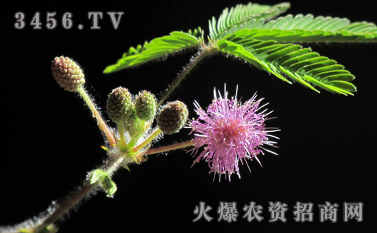 含羞草的品种有哪些，含羞草的品种分类