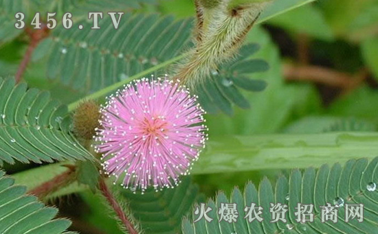 含羞草的品种有哪些，含羞草的品种分类