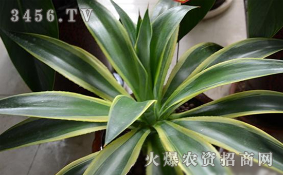 龙舌兰能水培养殖吗，龙舌兰水培的养殖方法