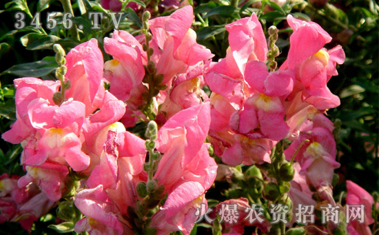 如何防治金鱼草的病虫害，金鱼草病虫害的防治方法